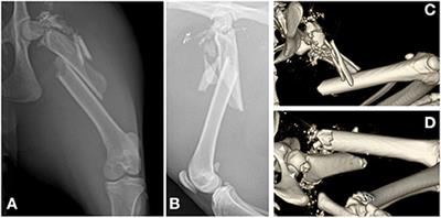 Case Report: Trans-Articular External Skeletal Fixation of the Hip for a Highly Comminuted Juxta-Articular Fracture of the Proximal Femur Caused by Gunshot Injury in a Cat